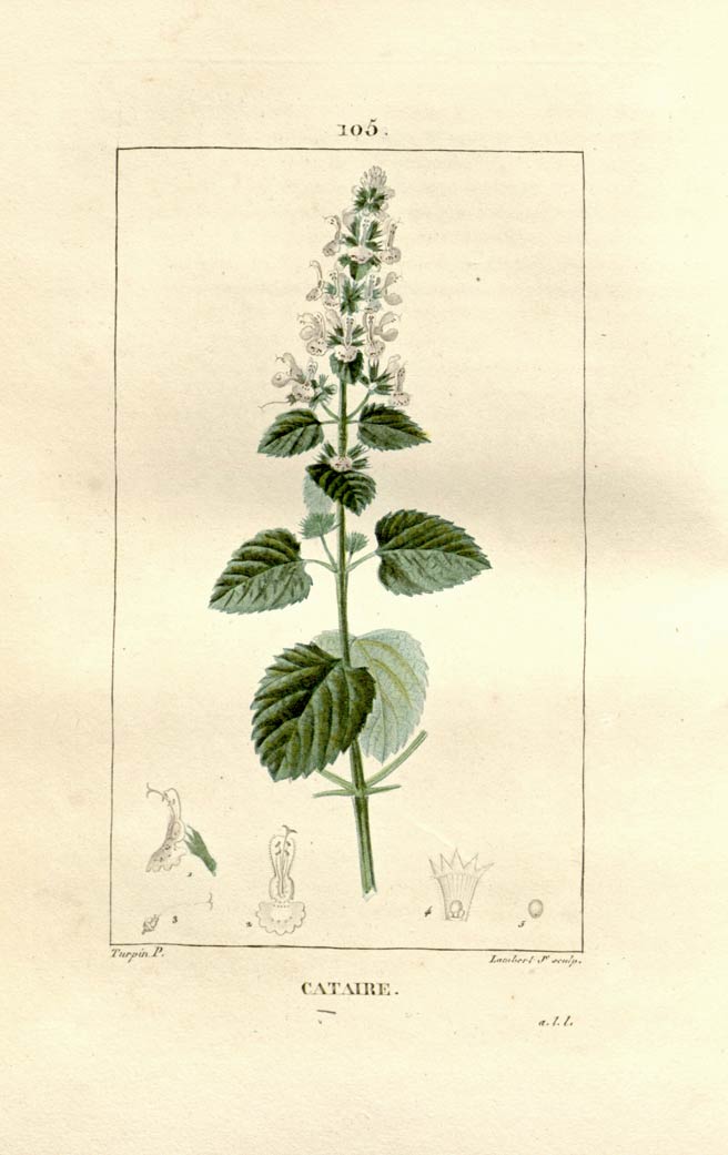 thumbnail image 2 of Catnip Seeds & More – Heirloom Varieties | Seed Therapy 2 of 10