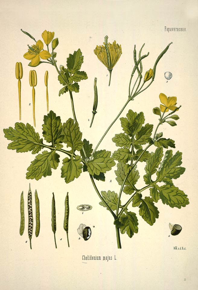 Celandine, the star-shaped poppy