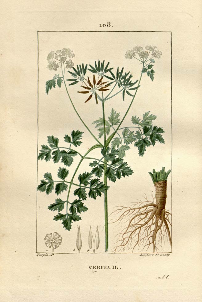Chervil, the French parsley