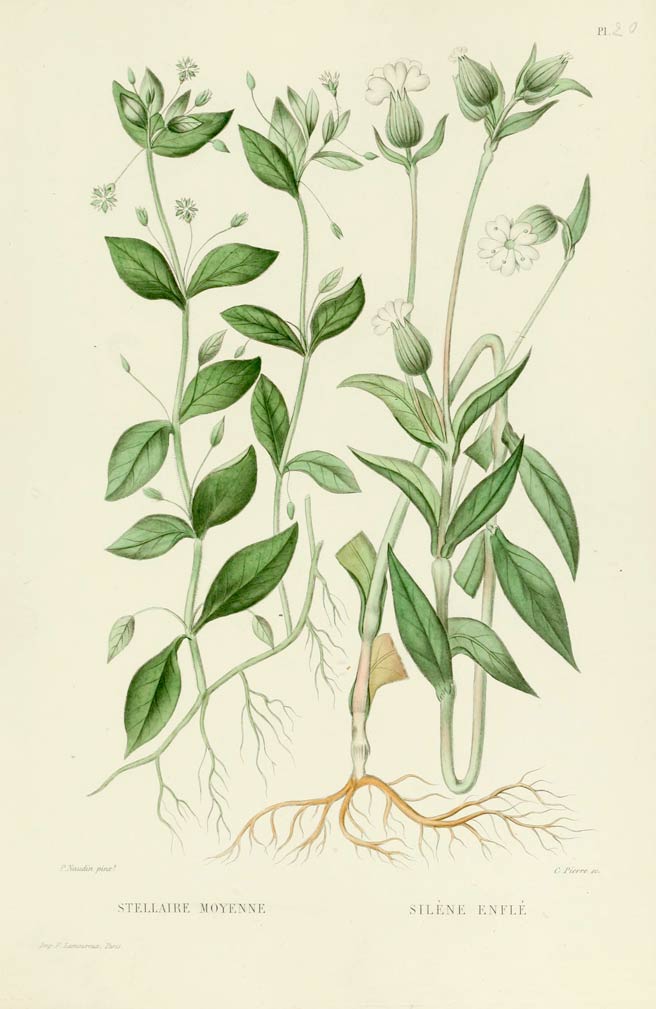 Chickweed, the worldwide plant