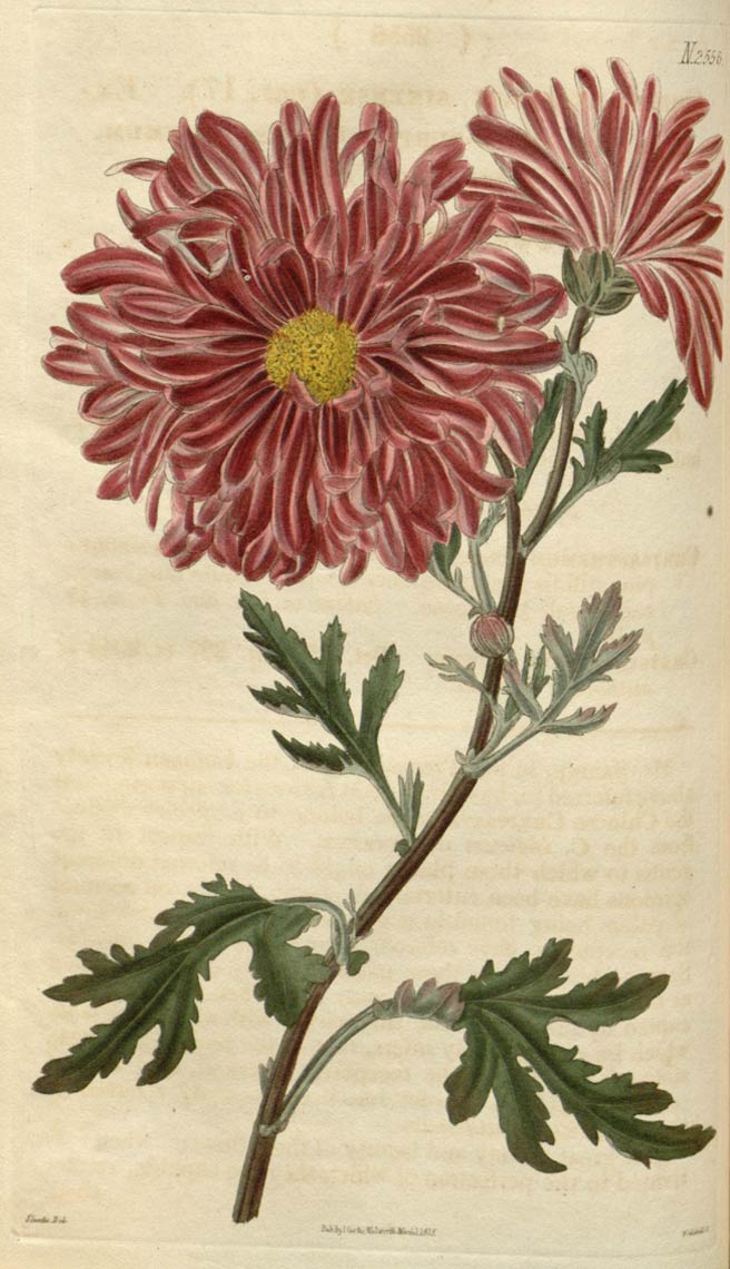 Chrysanthemum, the daisy for tea and beauty