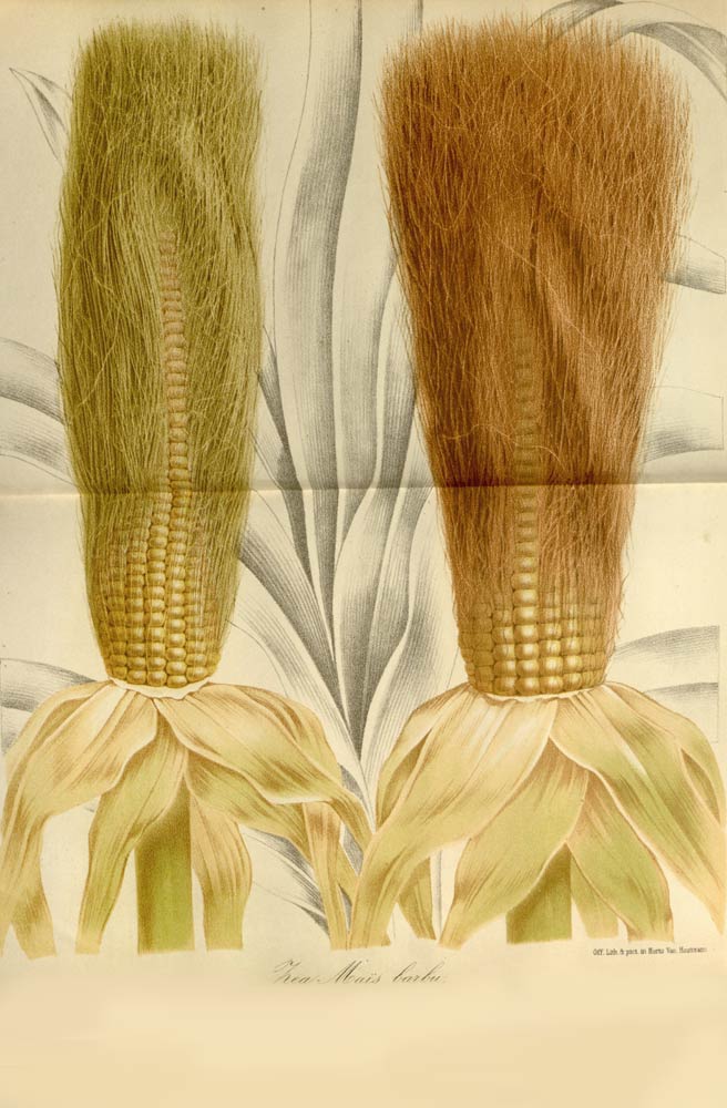 Cornsilk, for supplements or cosmetics