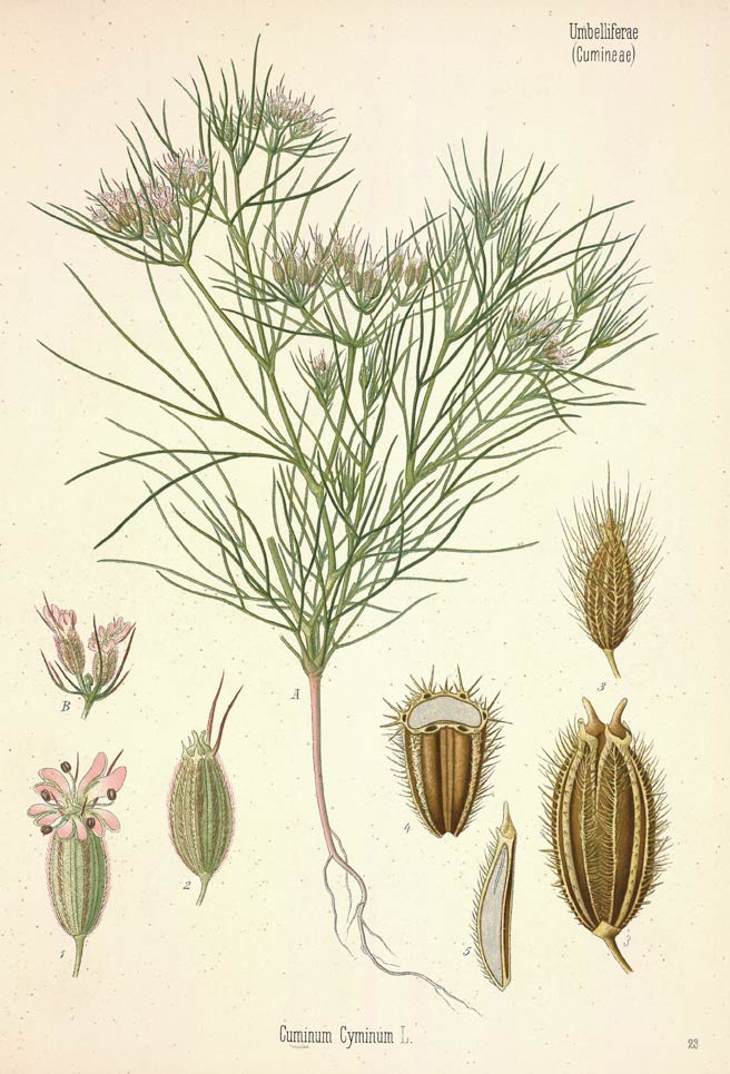 Cumin, the cuisine staple