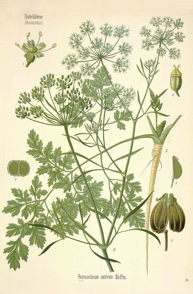 Parsley, the popular and versatile culinary herb
