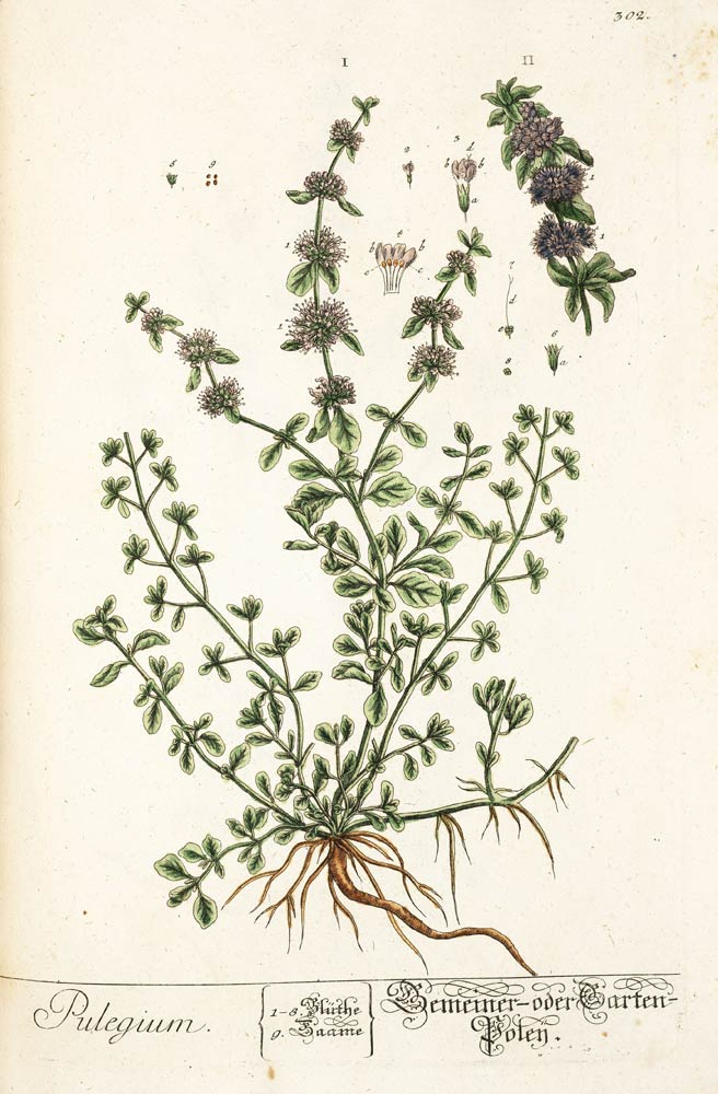 Pennyroyal, the natural pest deterrent