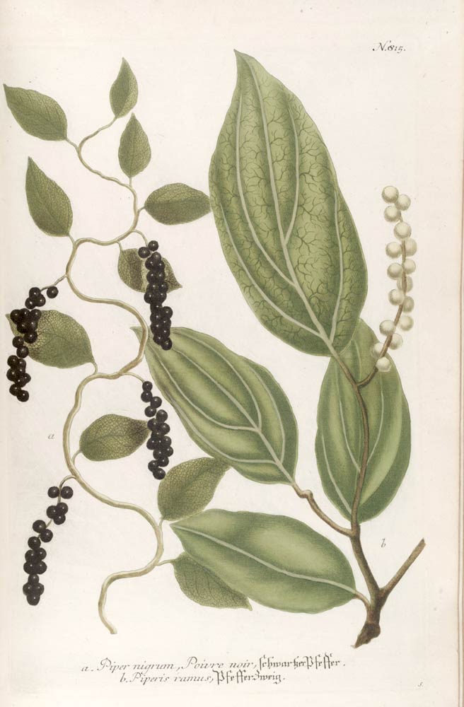 Peppercorn, oldest known and most widely used spice in the world