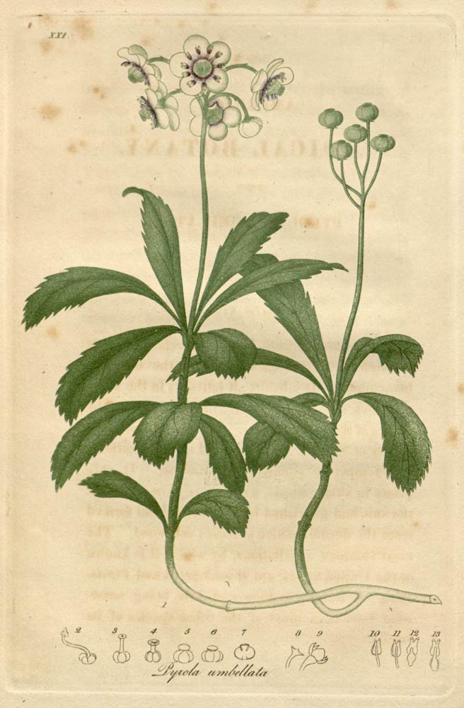 Pipsissewa, the winter loving woodland herb