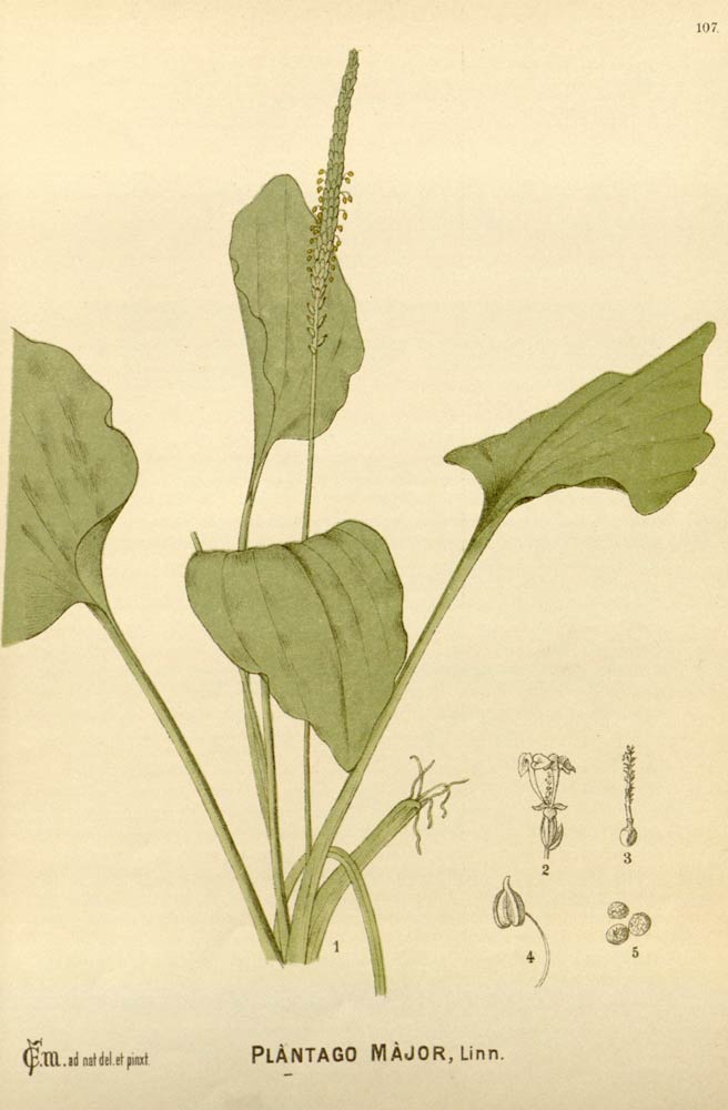 Plantain, the ancient cosmopolitan weed