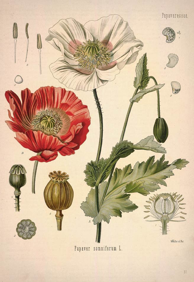 Poppy Seed, the sleeping flower of Flanders