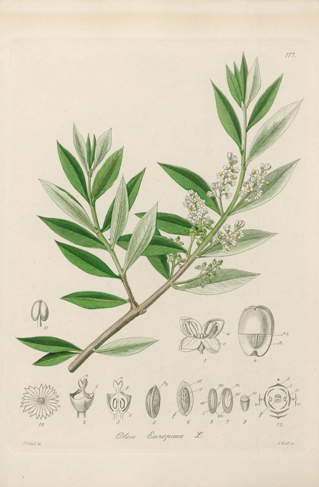 Olive Leaf, the supplement and seasoning herb