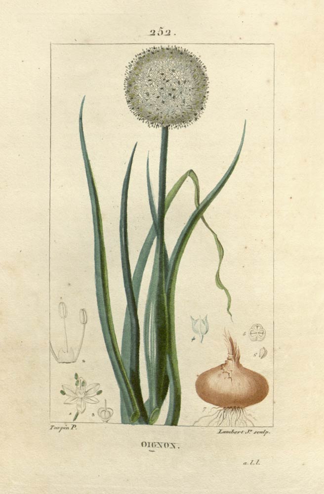 Onion, the sweet and pungent vegetable