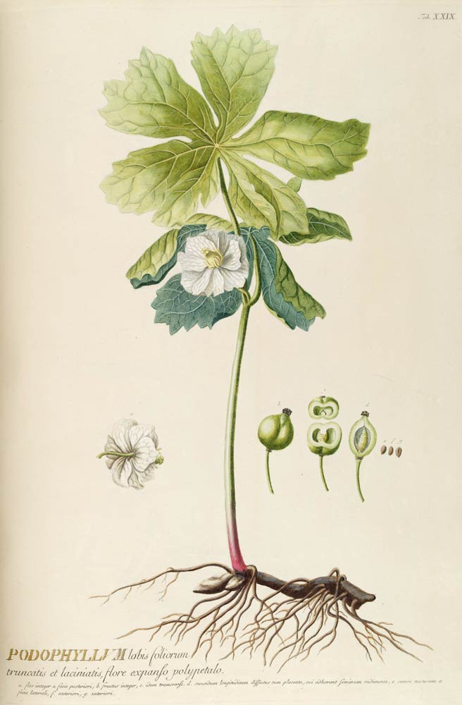 Mandrake, the plant that makes may flowers