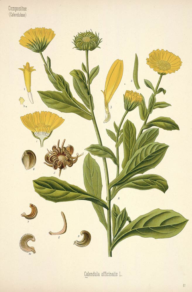 Marigold, the pretty pot flower