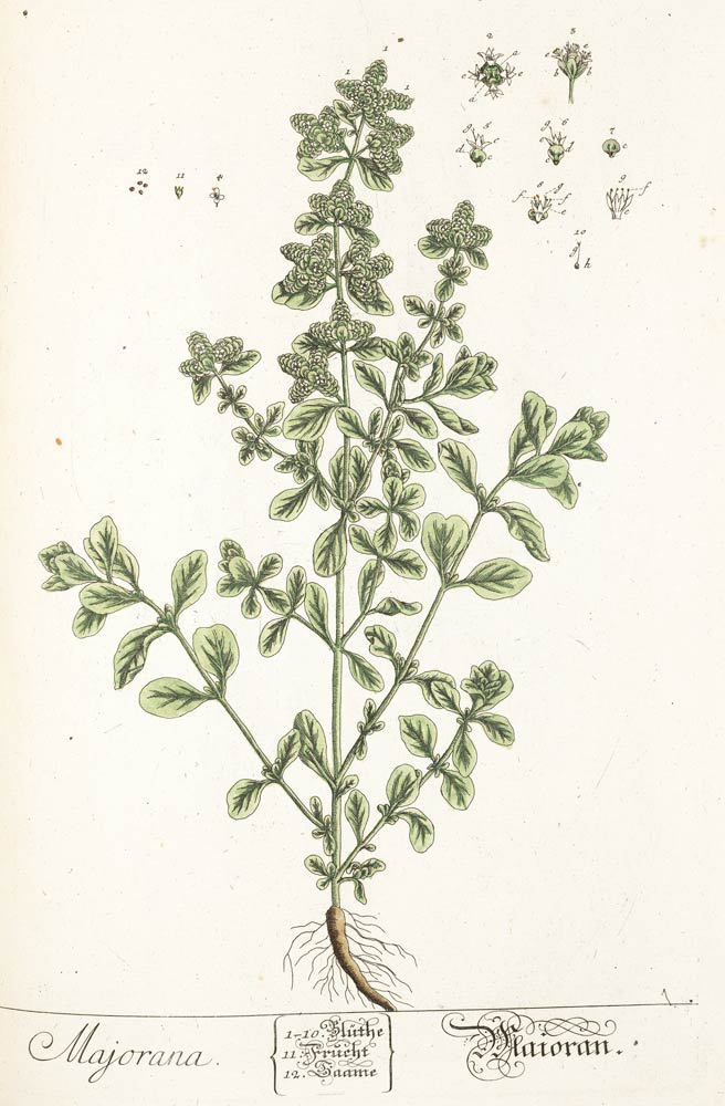 Marjoram, the companion herb