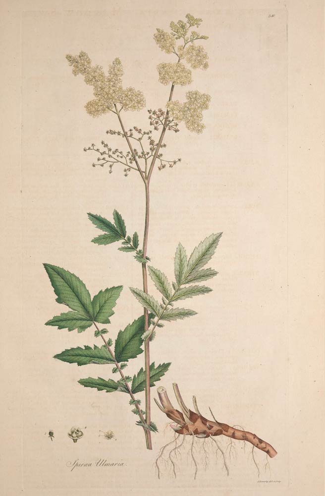 Meadowsweet, the queen of the meadow