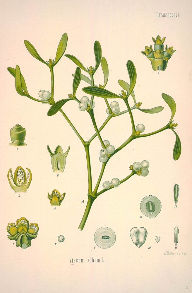 Mistletoe, the kissing herb