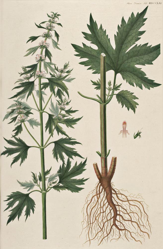 Motherwort, the herb of the heart