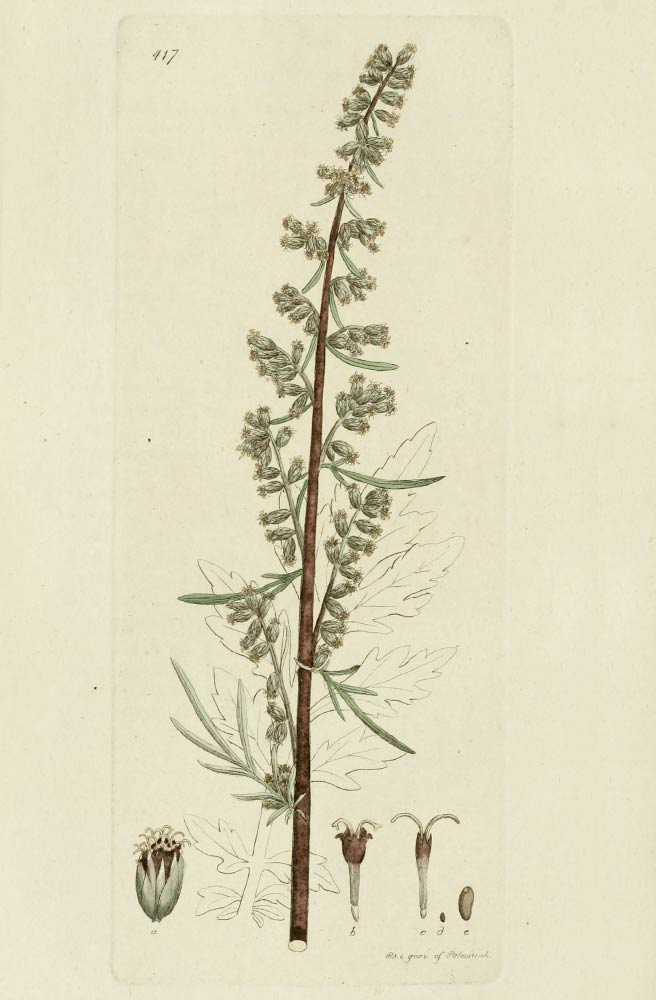 Mugwort, St.John's Herb