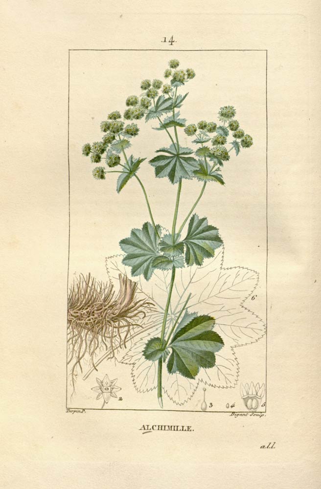 Lady's Mantle, the lady's herb