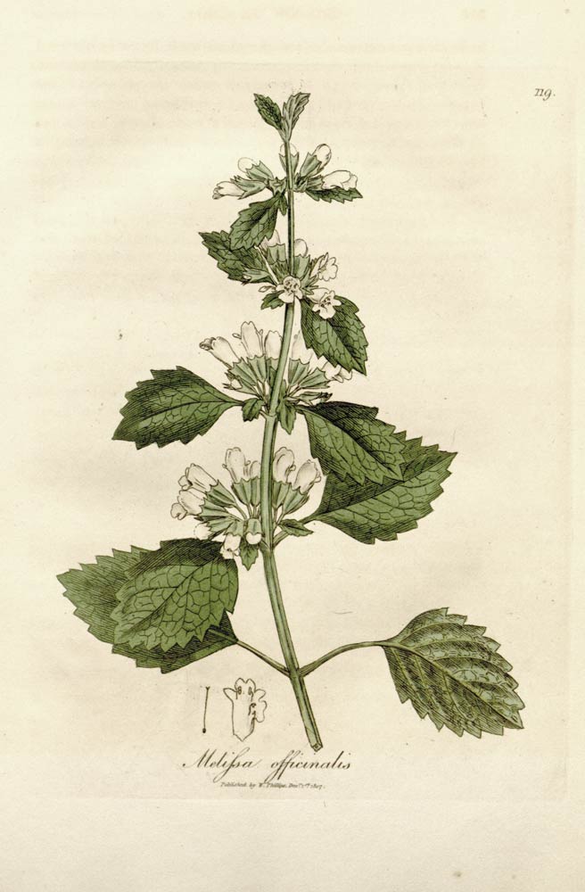 Lemon Balm, the mint with bright lemon flavor