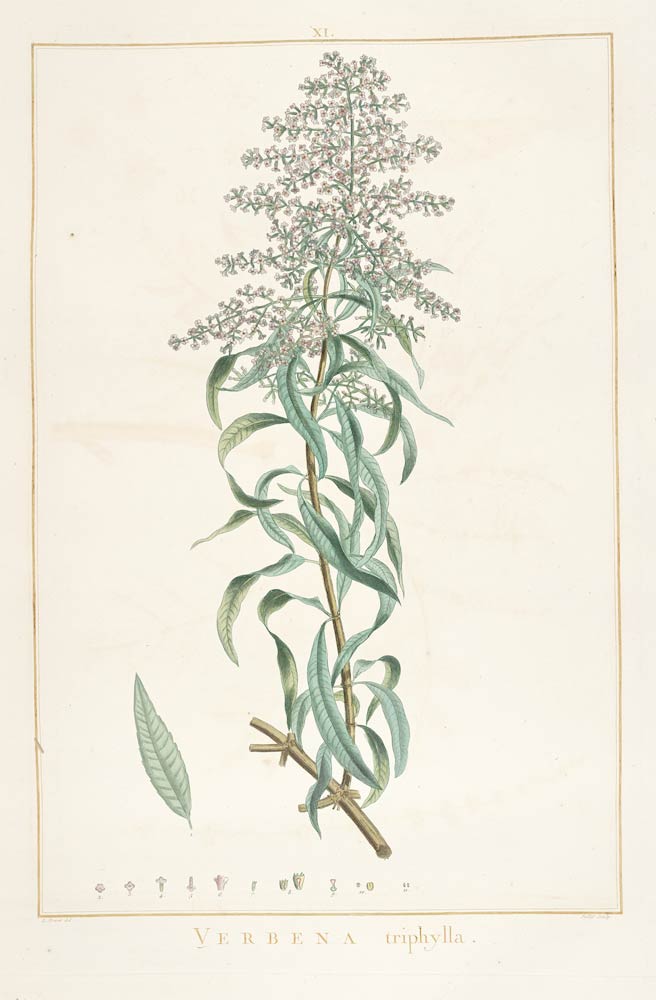 Lemon Verbena, the shrub with a long-lasting lemon fragrance