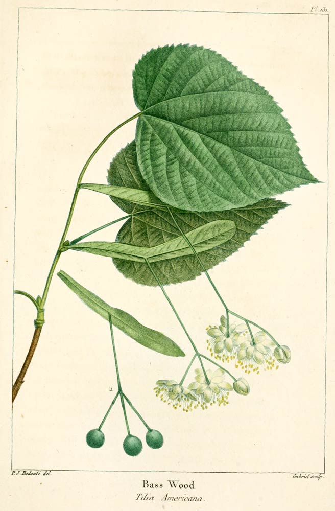 Linden, the softly scented soft wood tree