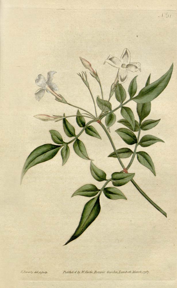 Jasmine Flower, an Old World fragrant flower