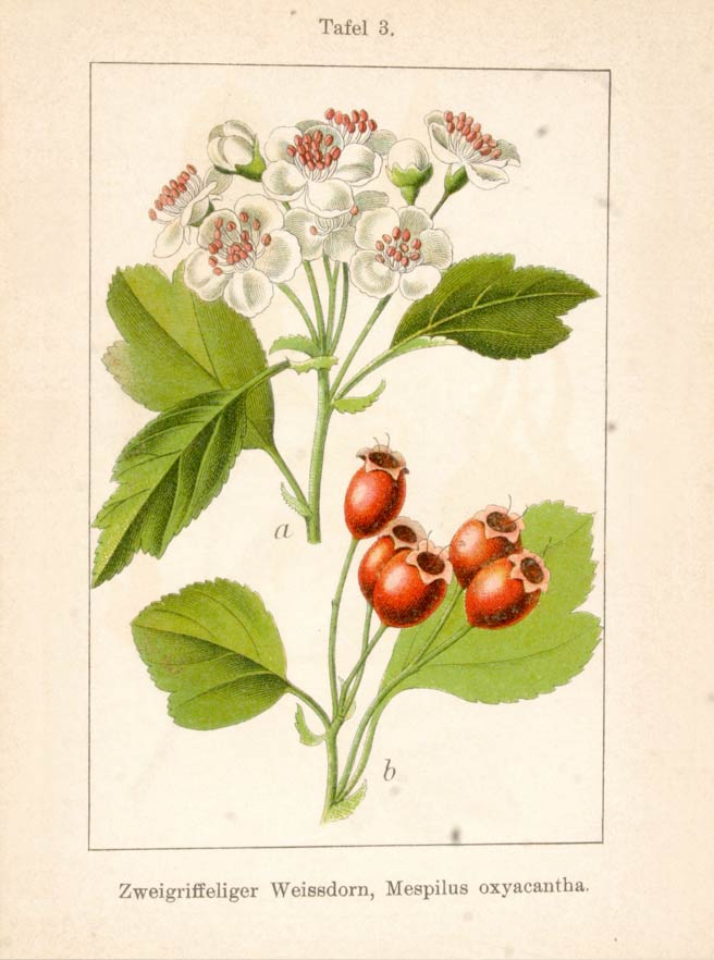Hawthorn, a fragrant flower and a tart fruit