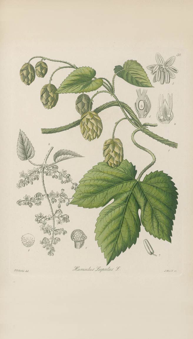 Hops, the herb of beers