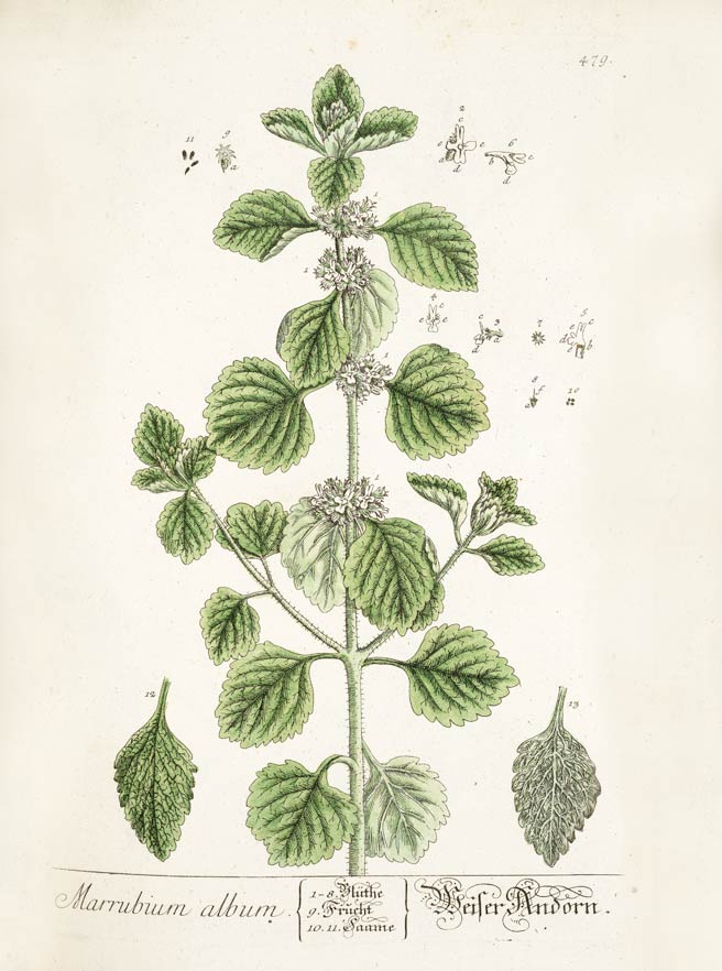 Horehound, the ancient, aromatic mint