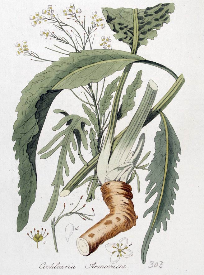 Horseradish, the hot and sweet plant