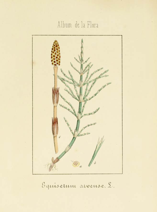 Horsetail(Shavegrass), the herb of antiquity