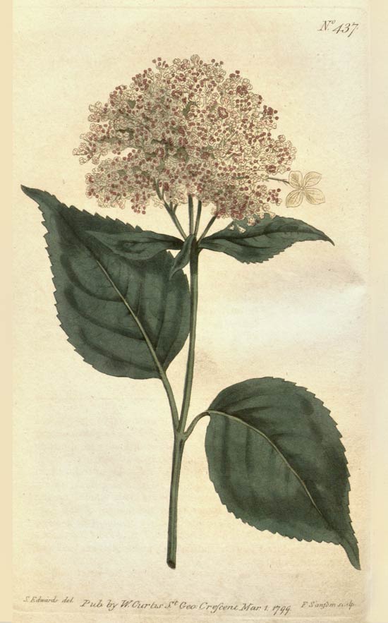 Hydrangea, the herb of 7 barks