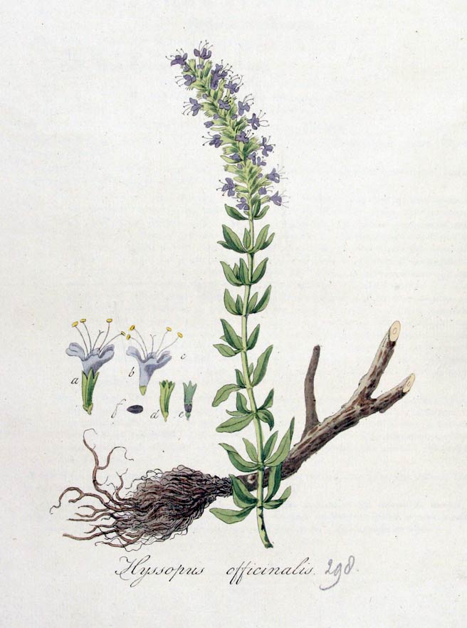 Hyssop, the holy herb