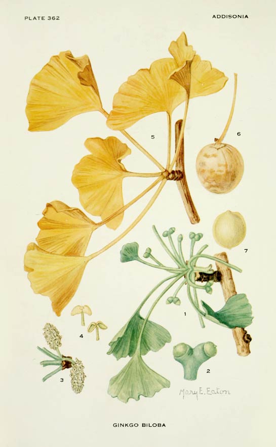 Ginkgo, a living fossil