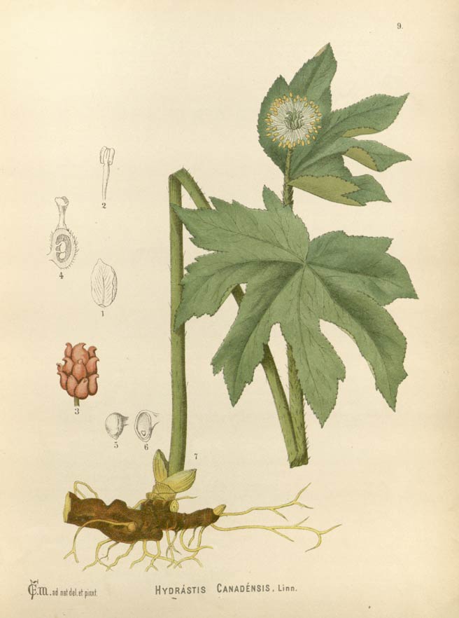 Goldenseal, the cousin to buttercup