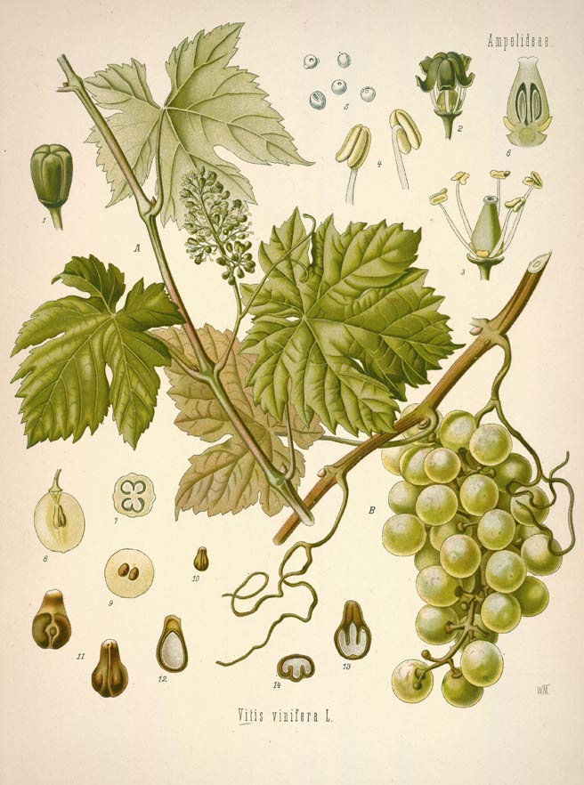 Grapeseed, the bitter sweet seed of grapes
