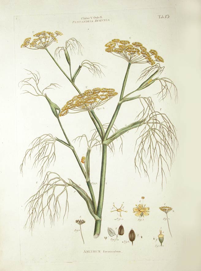 Fennel, the flavorful, flowering plant
