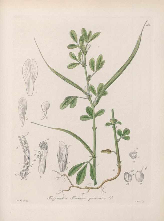 Fenugreek, the maple-flavored herb