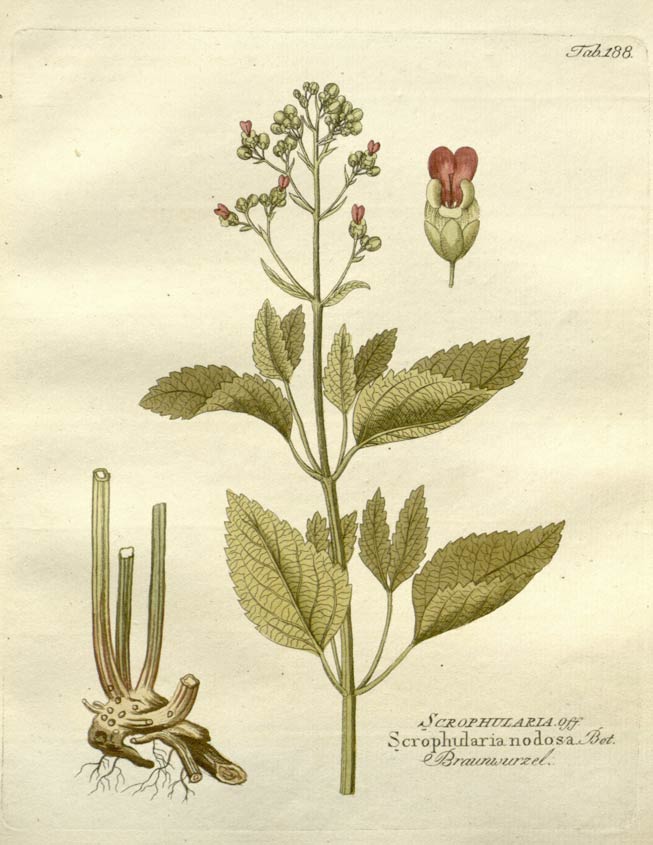 Figwort, a moist meadow herb
