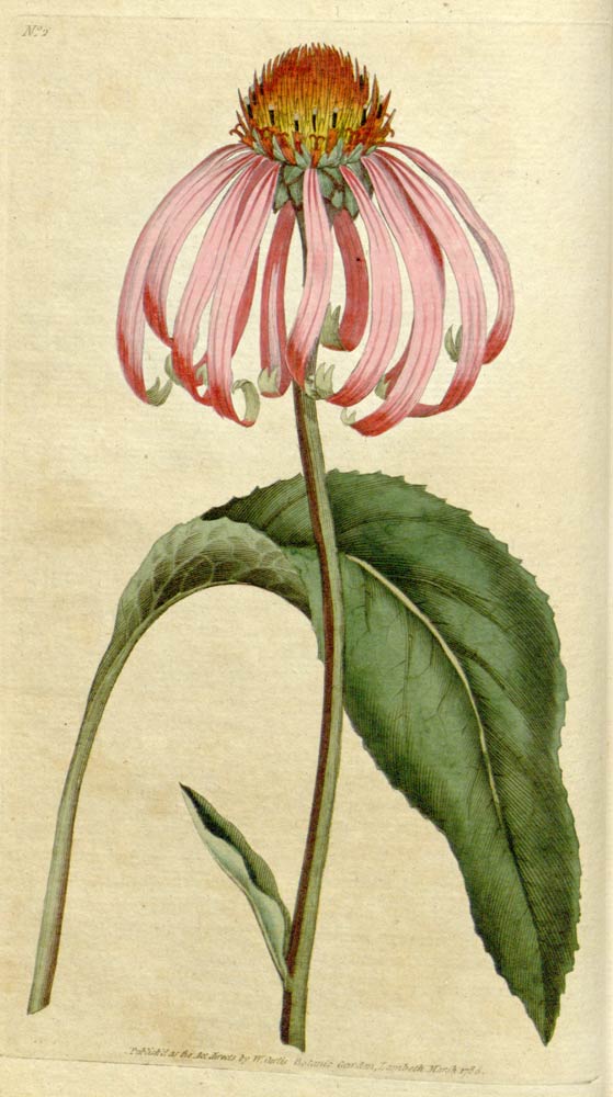 Echinacea, the eye-catching flowering plant