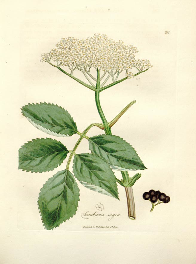Elder Flower, stemming from the aromatic elder bush