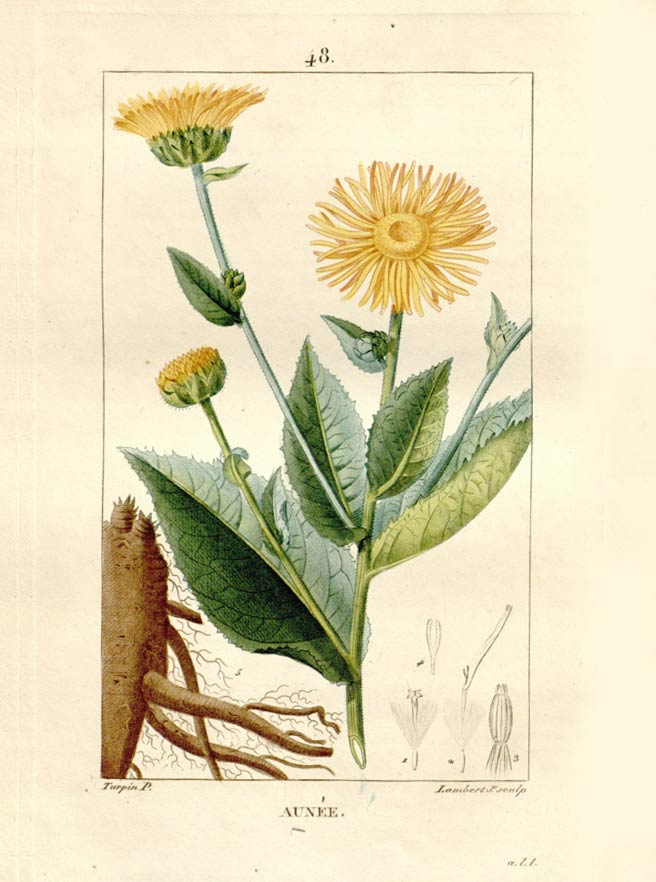 Elecampane, for teas, tinctures, tonics, and more