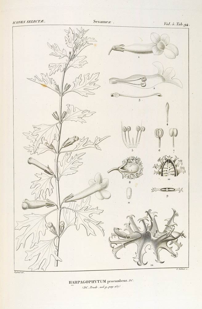 Devils Claw, the sprawling scrub plant