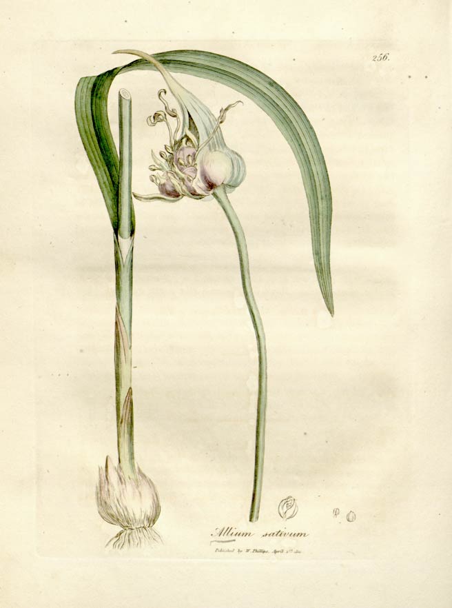 Garlic, the stinking rose