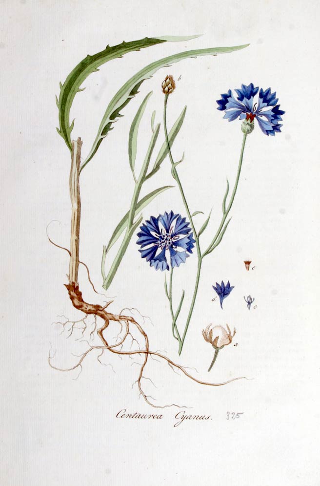 Cornflower, the bright blue flower for color