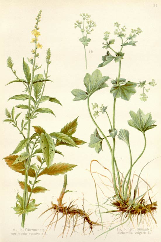 Agrimony, the expression of gratitude in the language of flowers