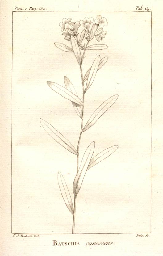Alkanet, the ruby red dye herb