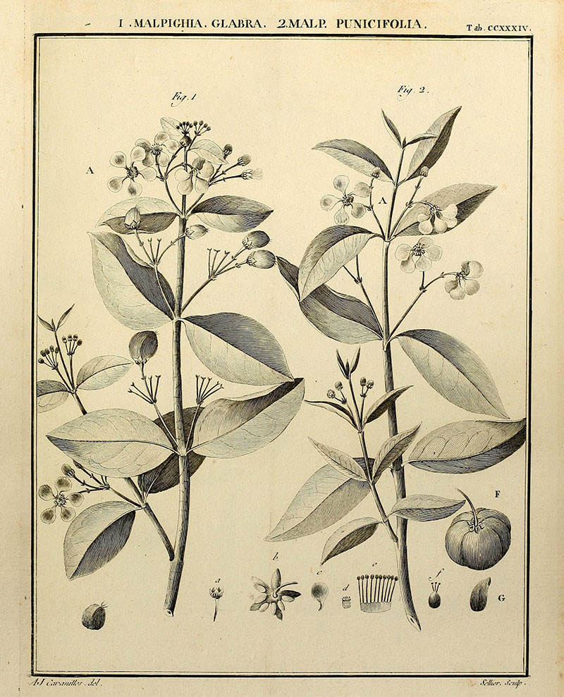 Acerola, the Vitamin C shrub