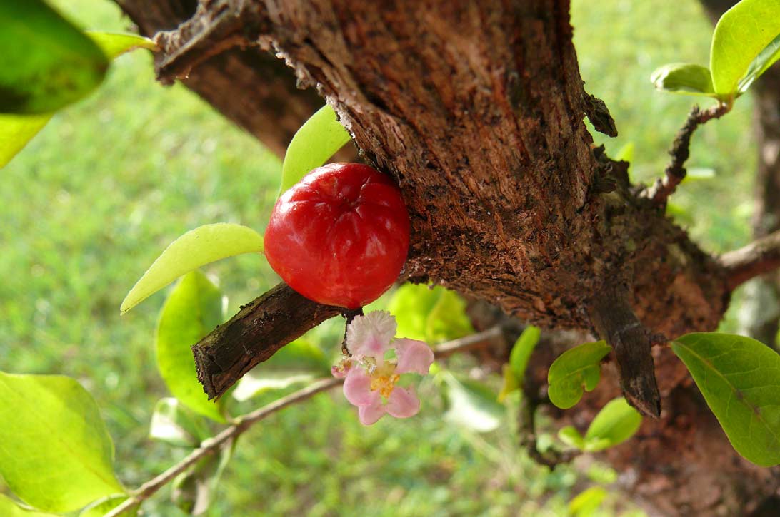 Acerola(Where in the World), found from Texas to Brazil in thickets, brushland, and palm groves